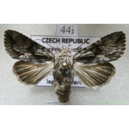 Chloantha hyperici (Denis & Schiffermüller, 1775) Czech44i